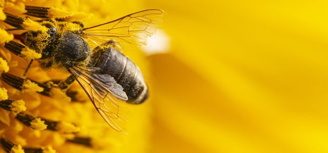Pyłek pszczeli i jego niezwykłe właściwości