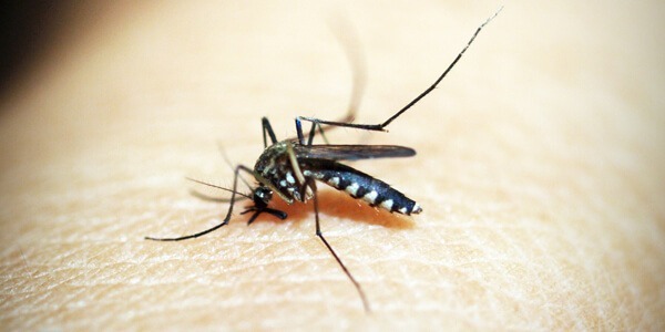Co na komary? Jak się ich pozbyć?