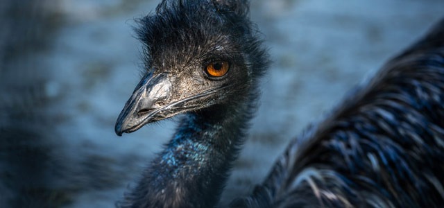 Olej Emu - właściwości, zastosowanie, skutki uboczne