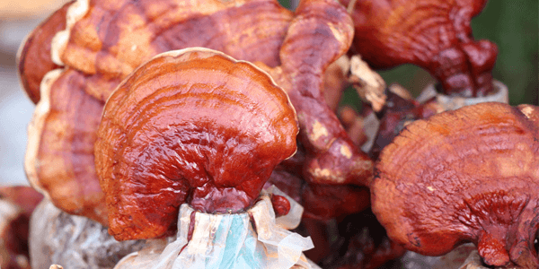 Lecznicze właściwości grzybów reishi