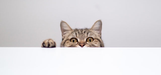 Sposoby na koty - jak je odstraszyć?
