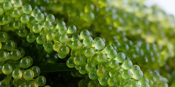 Algi - bogactwo wartości odżywczych z dna morskich głębin